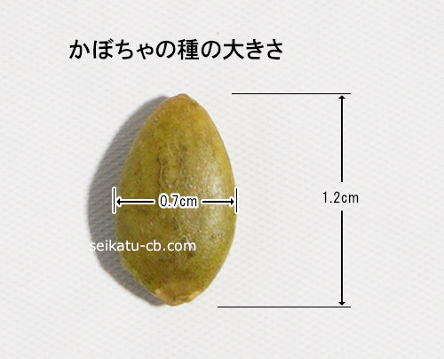 かぼちゃの種1粒の大きさ