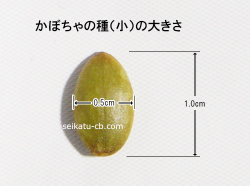 小さなかぼちゃの1粒の大きさ