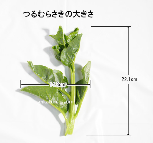 �Ĥ��餵��1�ܤ��礭��