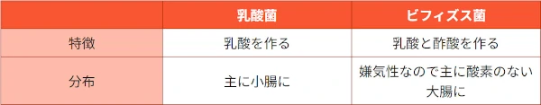 乳酸菌とビフィズス菌の違い